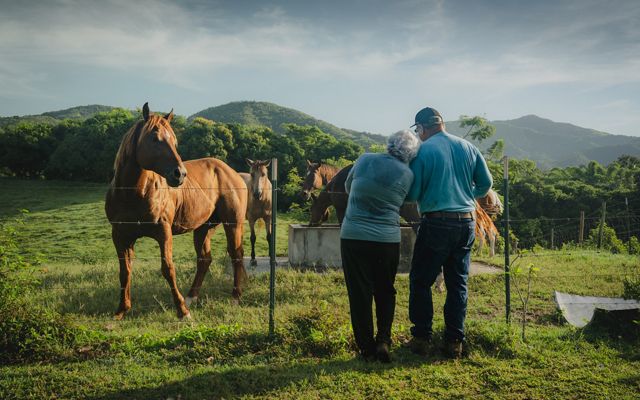 Two people look at horse in a field.