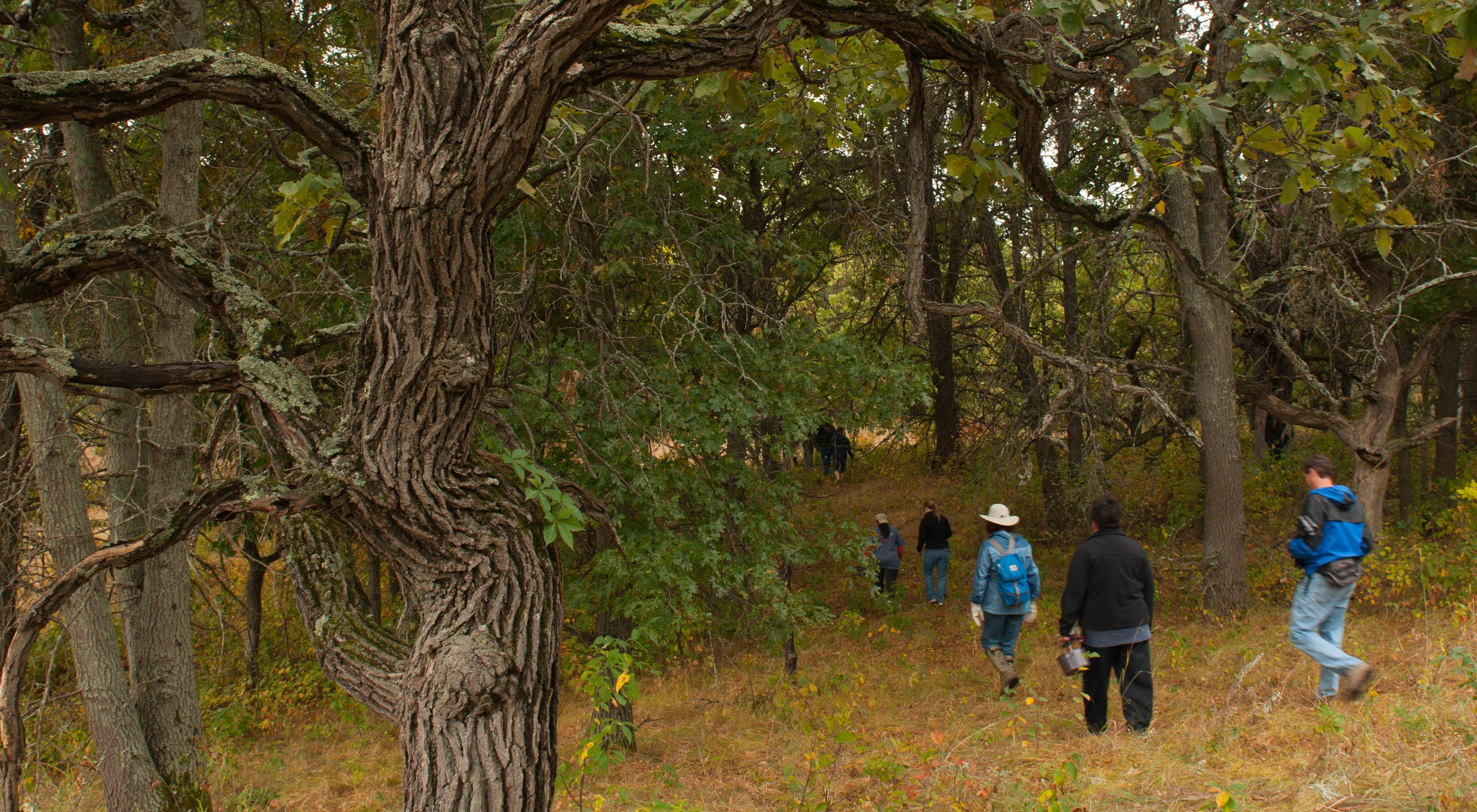 Hikers walk through an oak savanna prairie.