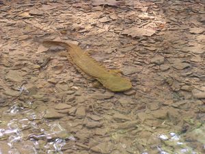 Small, brown flat hellbender salamander at bottom of clear shallow creek.