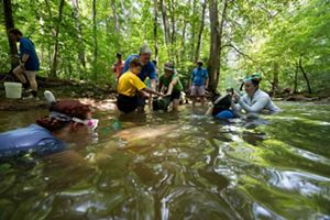Group of people in small creek during a hellbender salamander release.