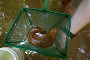Hellbender salamander in green fishing net, about to be released into creek.