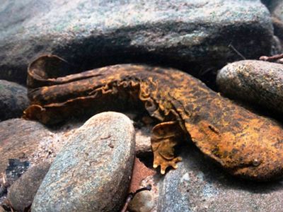 An orange aquatic eel emerges from a rock.