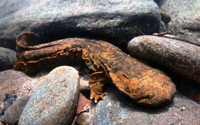 A giant salamander emerges from a rocky river bottom.