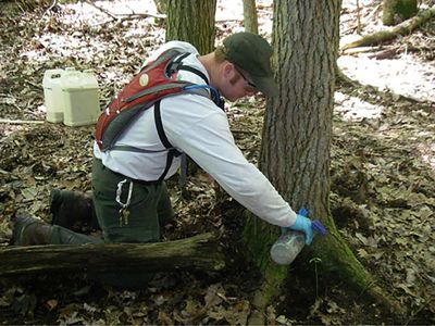 Man applying hemlock chemical treatment to the roots of a tree.