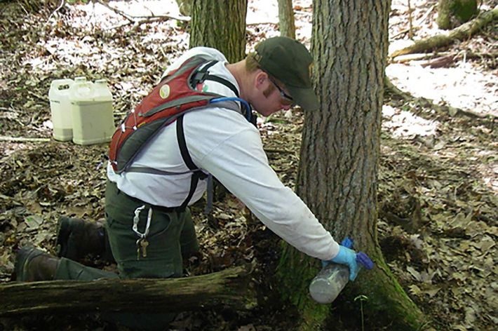 Man applying hemlock chemical treatment to the roots of a tree.