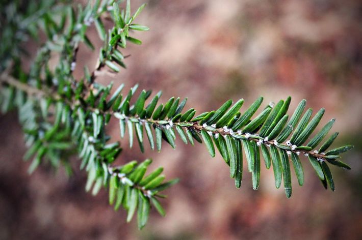 Closeup of a hemlock branch and needles that have tiny insects known as hemlock wooly adelgids along the base of the needles.