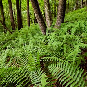 Green ferns line a forest floor, with tall trees dotted throughout.