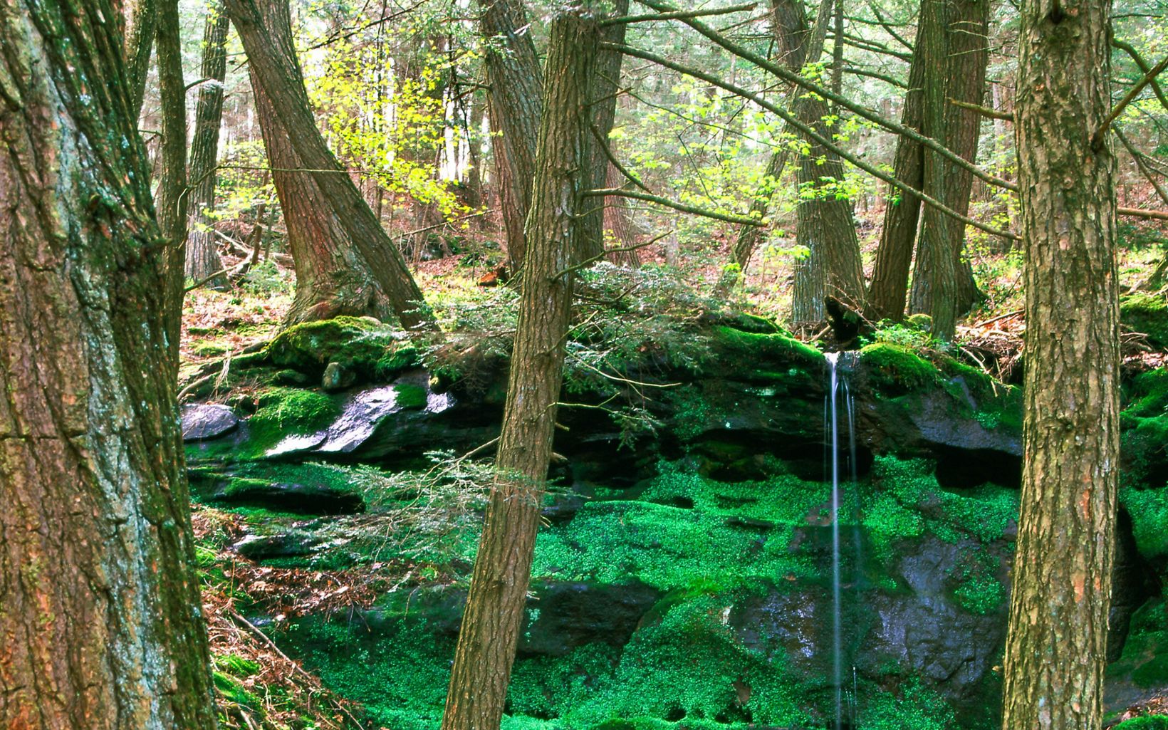 A mossy outcropping with a small waterfall in the woods.