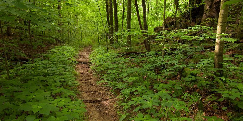 A dirt trail leads through a dense green forest.