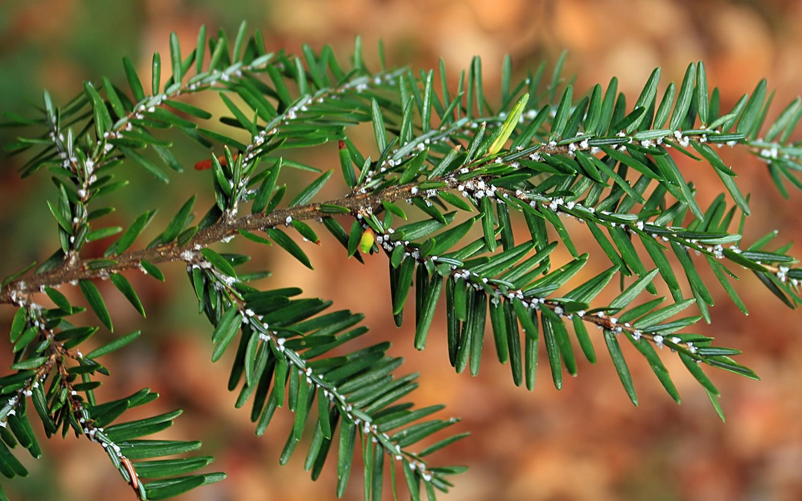 Hemlock branches with tiny white wooly adelgid pests on it. 