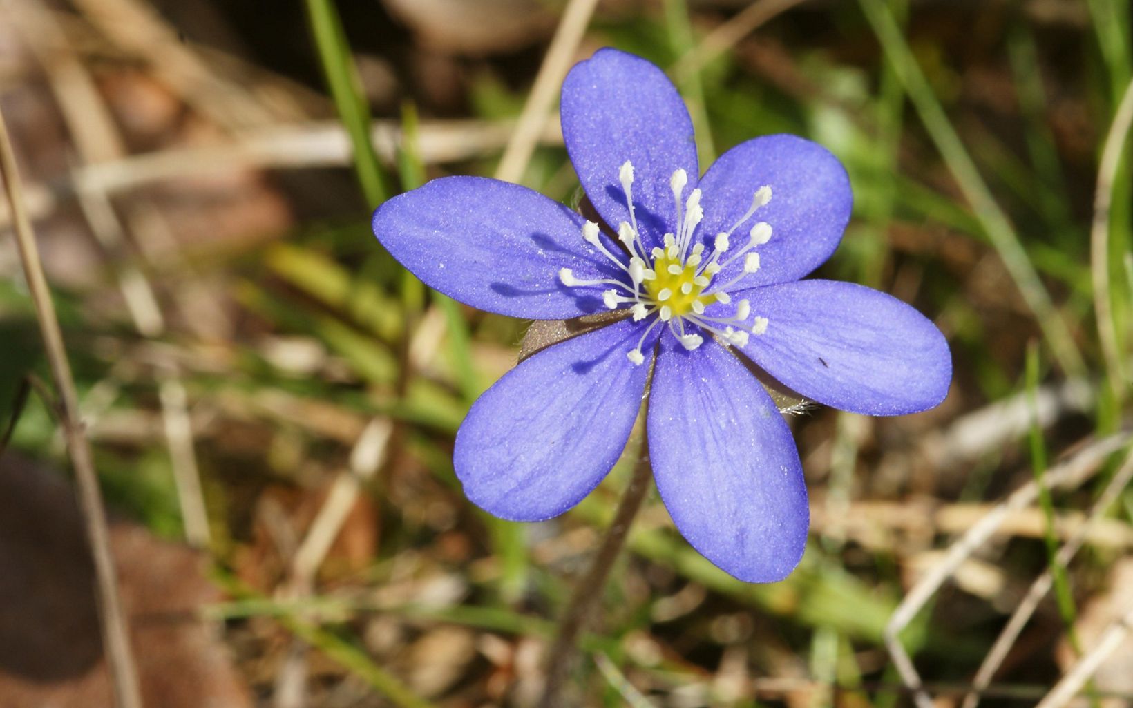 Hepatica This lovely member of the buttercup family is among the earliest flowers to bloom in the spring. © Hans Hillewaert
