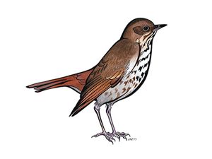 An illustration of a Hermit thrush.