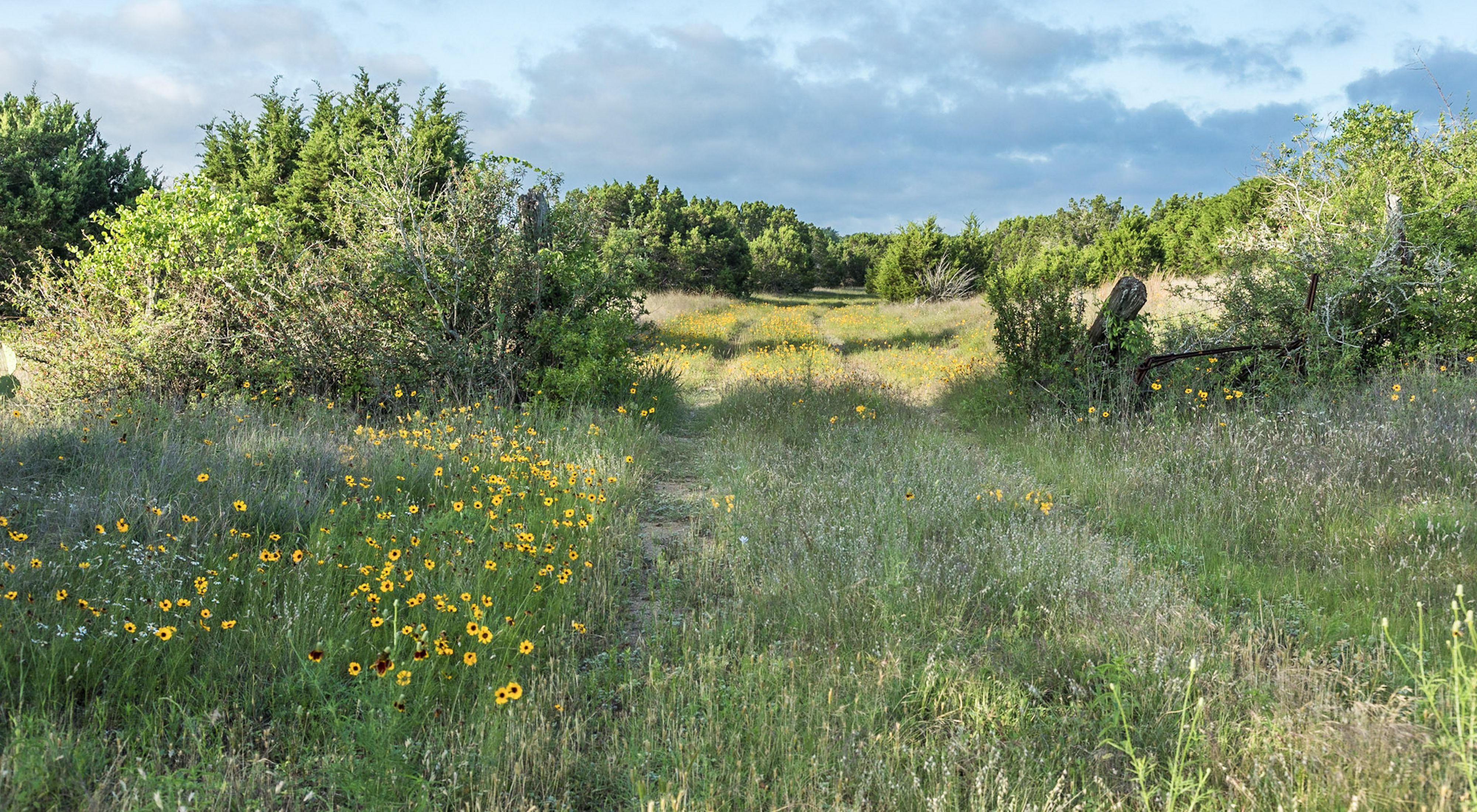 A field filled with white and yellow flowers with green shrubs in the distance.