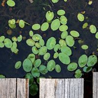 View over a wooden dock looking down at a pond with many oval water plants floating on the surface. 