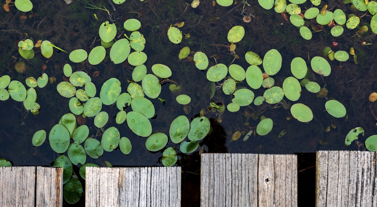 A birds eye view of the edge of a wooden walkway overlooking a swamp with floating green plants in it.