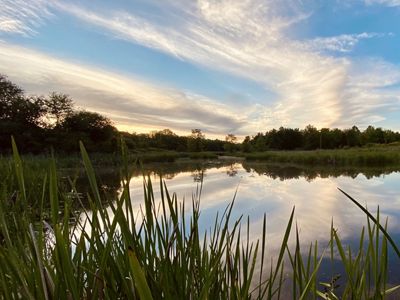 A view between green grasses overlooking a blue pond reflecting the sky as part of a wetland ecosystem in New York.