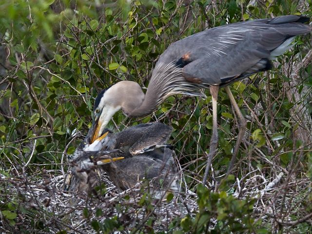 A blue heron bends down to her nest to feed her two chicks who wait with open beaks.