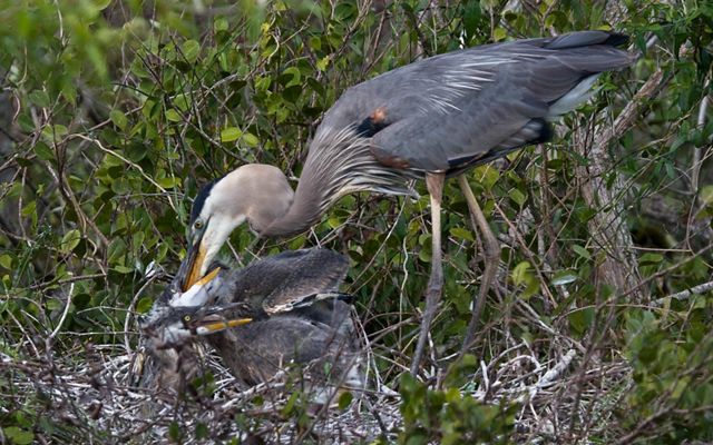 A blue heron bends down to her nest to feed her two chicks who wait with open beaks.