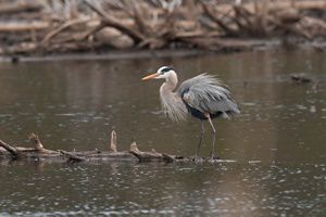 A blue-gray bird rests in the middle of a stream.