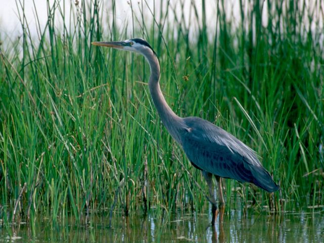A large long-necked bird walks among water and tall green grass. 