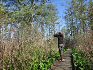 A hiker on a boardwalk trail surrounded by grasses and trees.