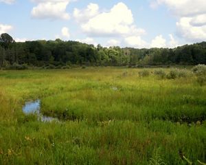 Summer view of wetland.