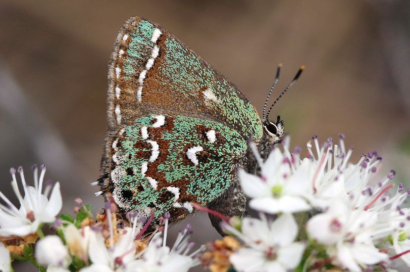 A green butterfly with brown and white eye-spots on its wings sips nectar from a small white flower.