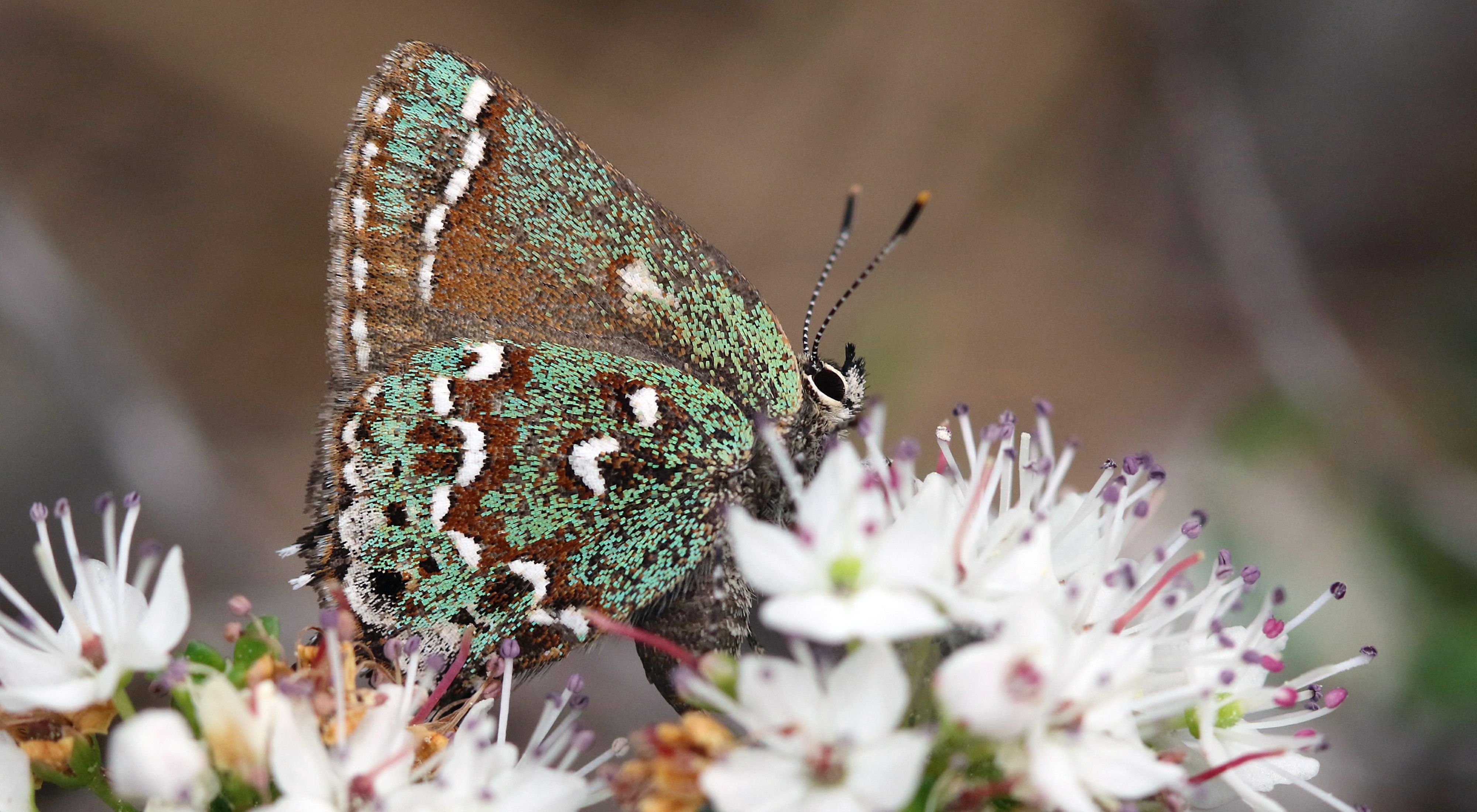 A butterfly with green wings dotted with brown and white eyes sips nectar from a plant with small clusters of white flowers.