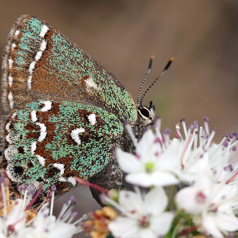 A butterfly with green and brown wings perches on a white flower.