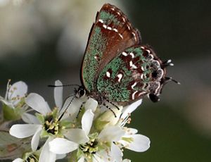 A green, brown, and white spotted butterfly sits on a cluster of small white flowers. 