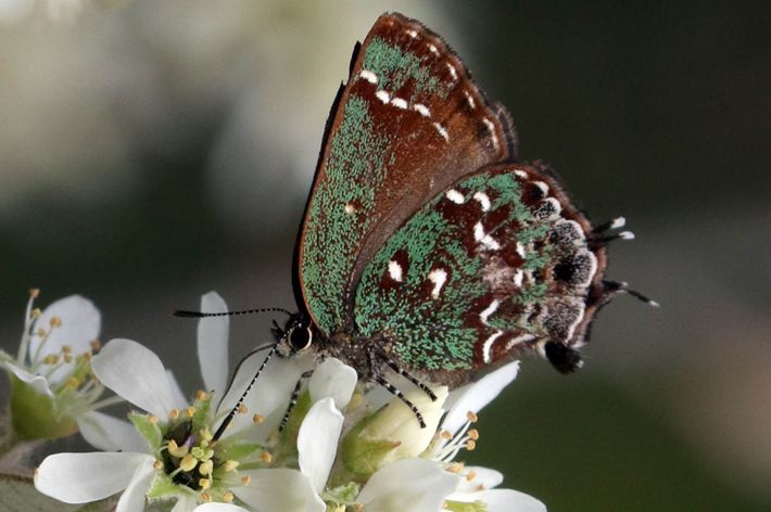 A green, brown, and white winged butterfly sitting on a cluster of small white flowers.