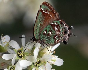 A green, brown, and white spotted butterfly sits on a cluster of small white flowers.