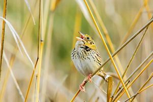 Henslow's sparrow calls from grass stalk in field.
