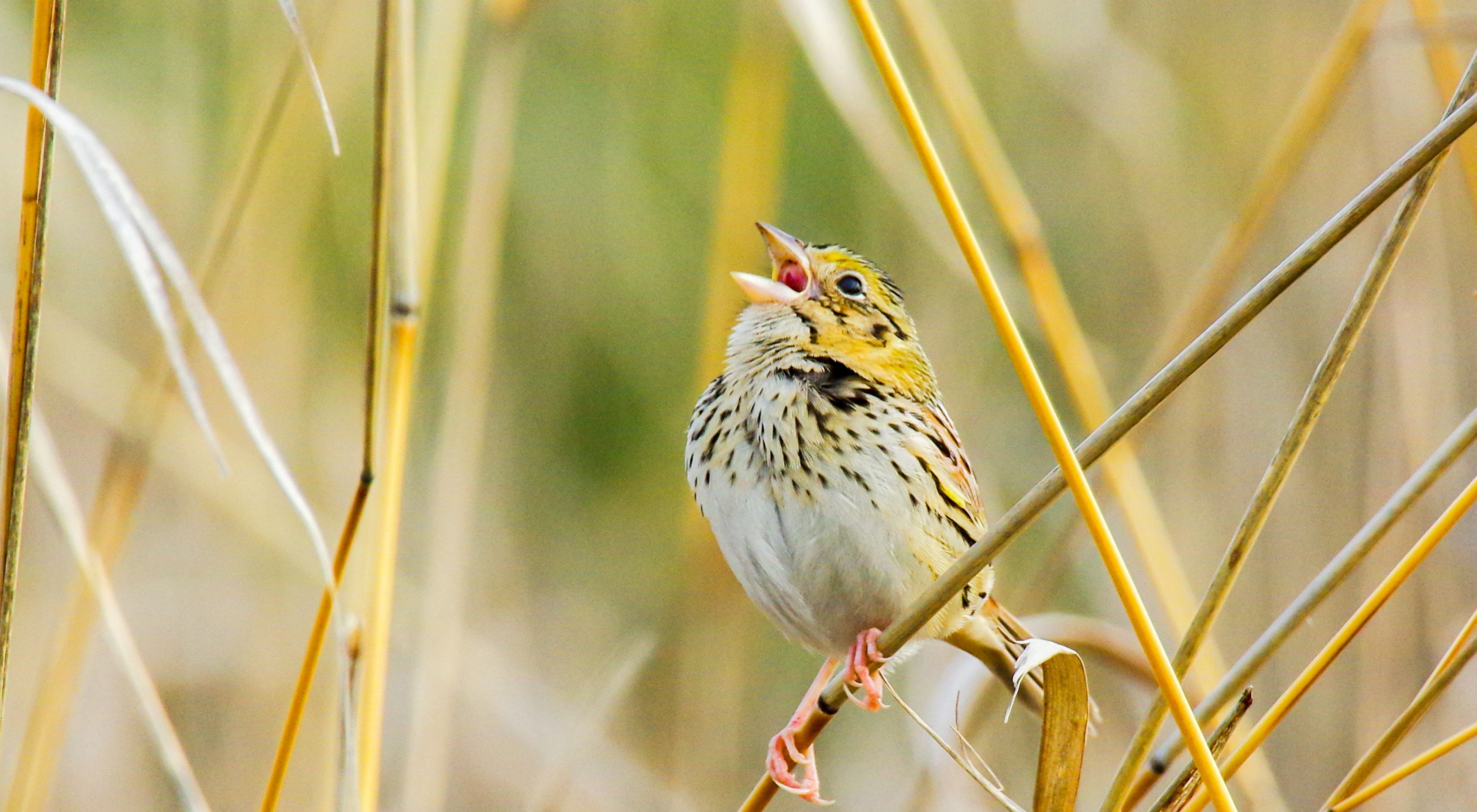 The Henslow's sparrow is one of the rare grassland species found at the Persimmon Gully Preserve.