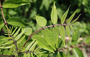 A green, leafy plant spreads out in a forest.