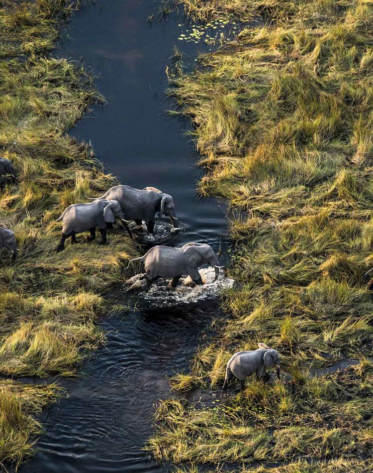 herd of elephants walking through tall grass wetlands