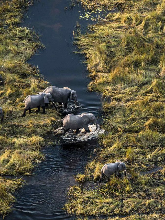 herd of elephants walking through tall grass wetlands