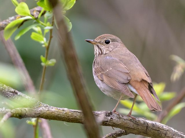 A small brown hermit thrush sits on a tree branch.