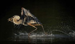 A great blue heron runs across the water with a fish in its mouth.