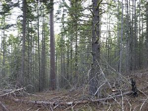 An unhealthy forest with dry branches.