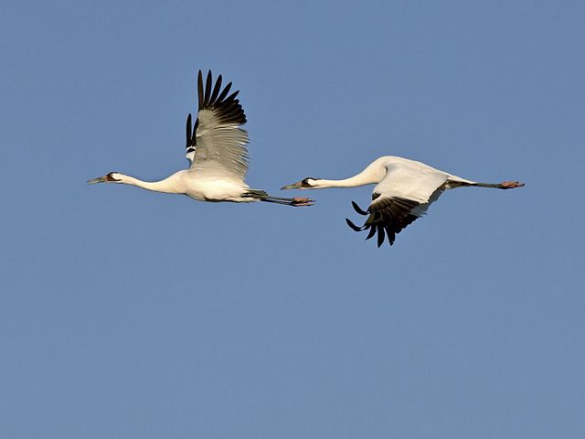 Two whooping cranes flying across a clear, blue sky.