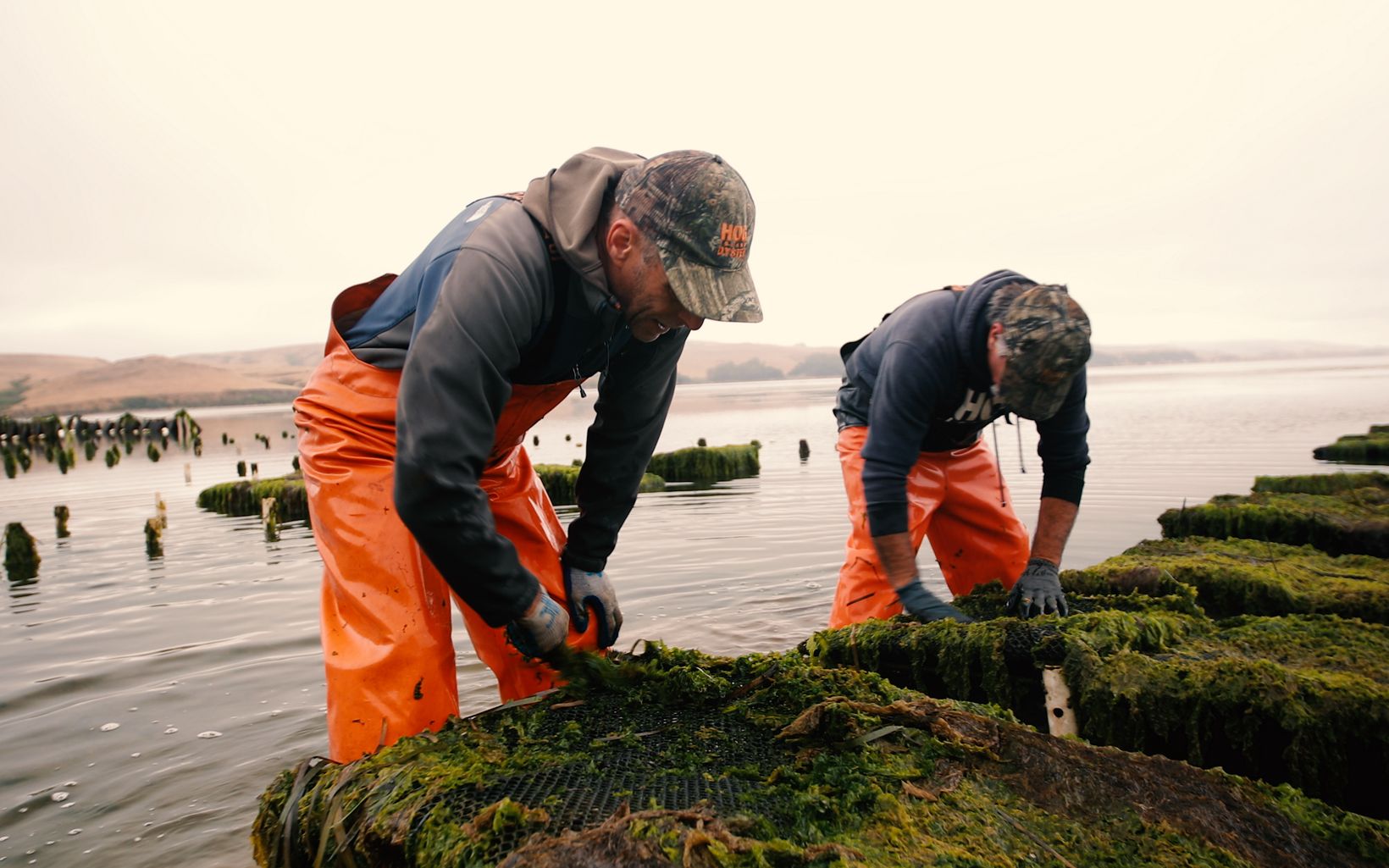 Workers at Hog Island Oyster Farm in Marshall, CA on Tomales Bay.