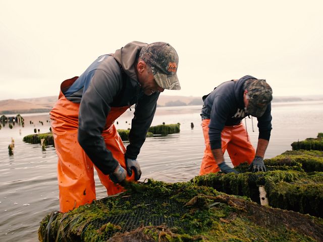 Two men work in the water on an oyster farm.
