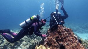 Divers and coral in the ocean off the coast of Hawaiʻi.