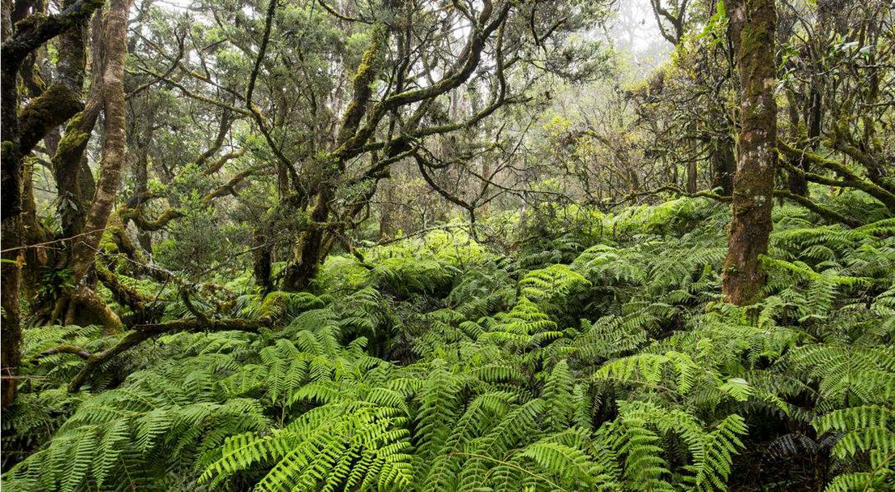 Lush green ferns line the Maui forest with trees reaching upwards and the sunlight peering through.