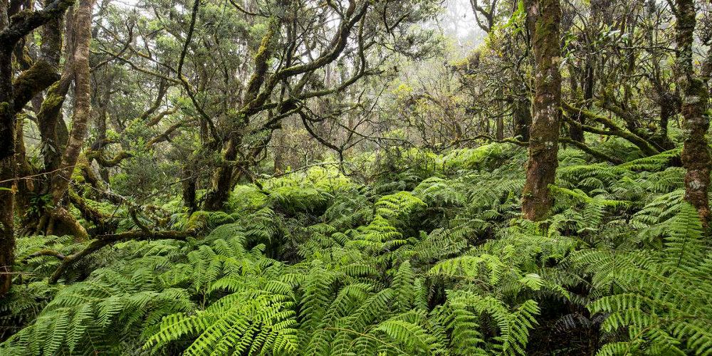 Ferns cover the floor of a lush forest comprised of twisty trees heavily covered in moss.