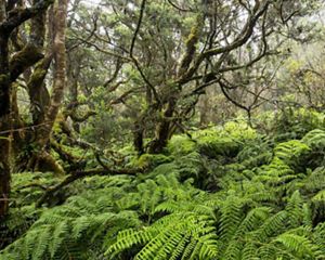 Lush green ferns line the Maui forest with trees reaching upwards and the sunlight peering through.