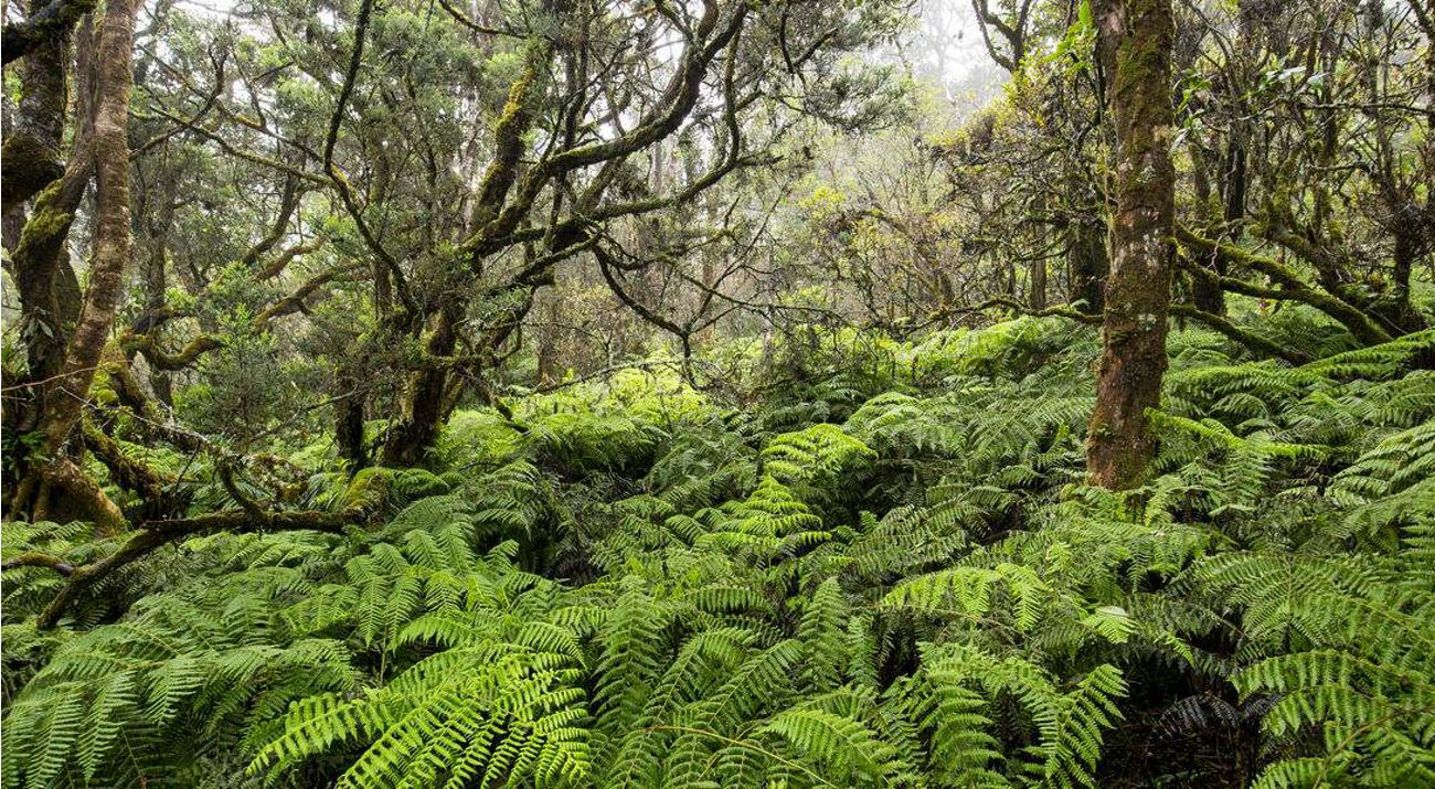 Ferns cover the floor of a lush forest comprised of twisty trees heavily covered in moss.