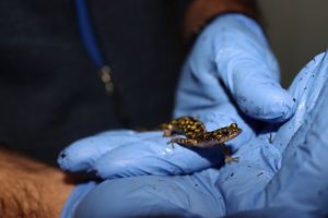 Two hands using blue latex gloves holding the Hickory Nut Gorge green salamander.