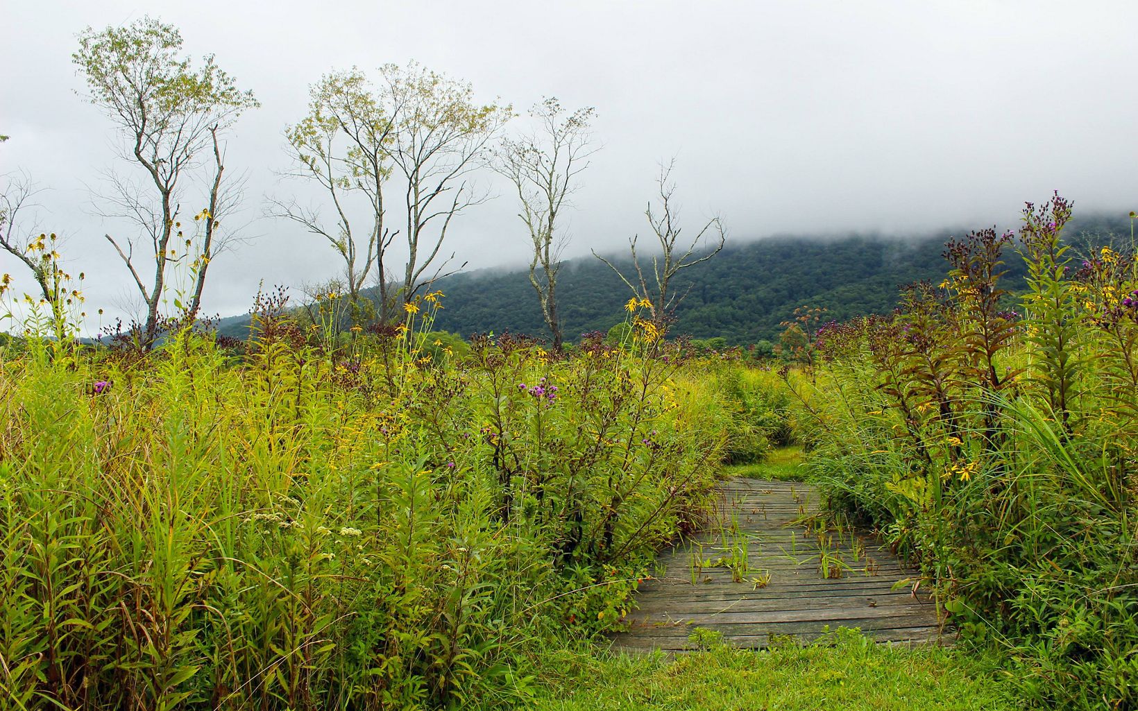 A wooden boardwalk leads a path between tall blooming plants. Heavy white clouds hang low over the mountain ridge in the background.